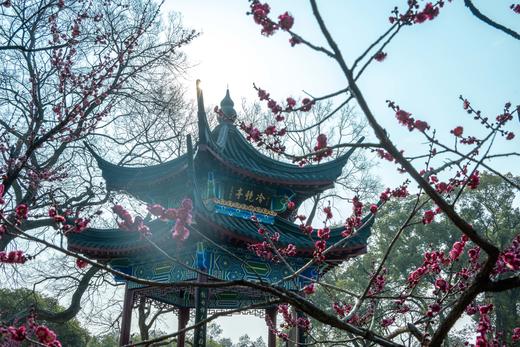 2.24确定出发【江城寻梅】春意荡漾武汉4天摄影 商品图0