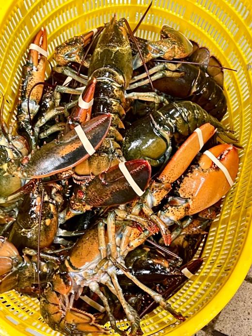 & 肥美大波龙🦞肥度满满，超靓！！蒜蓉清蒸好吃😋【活冻】 商品图5