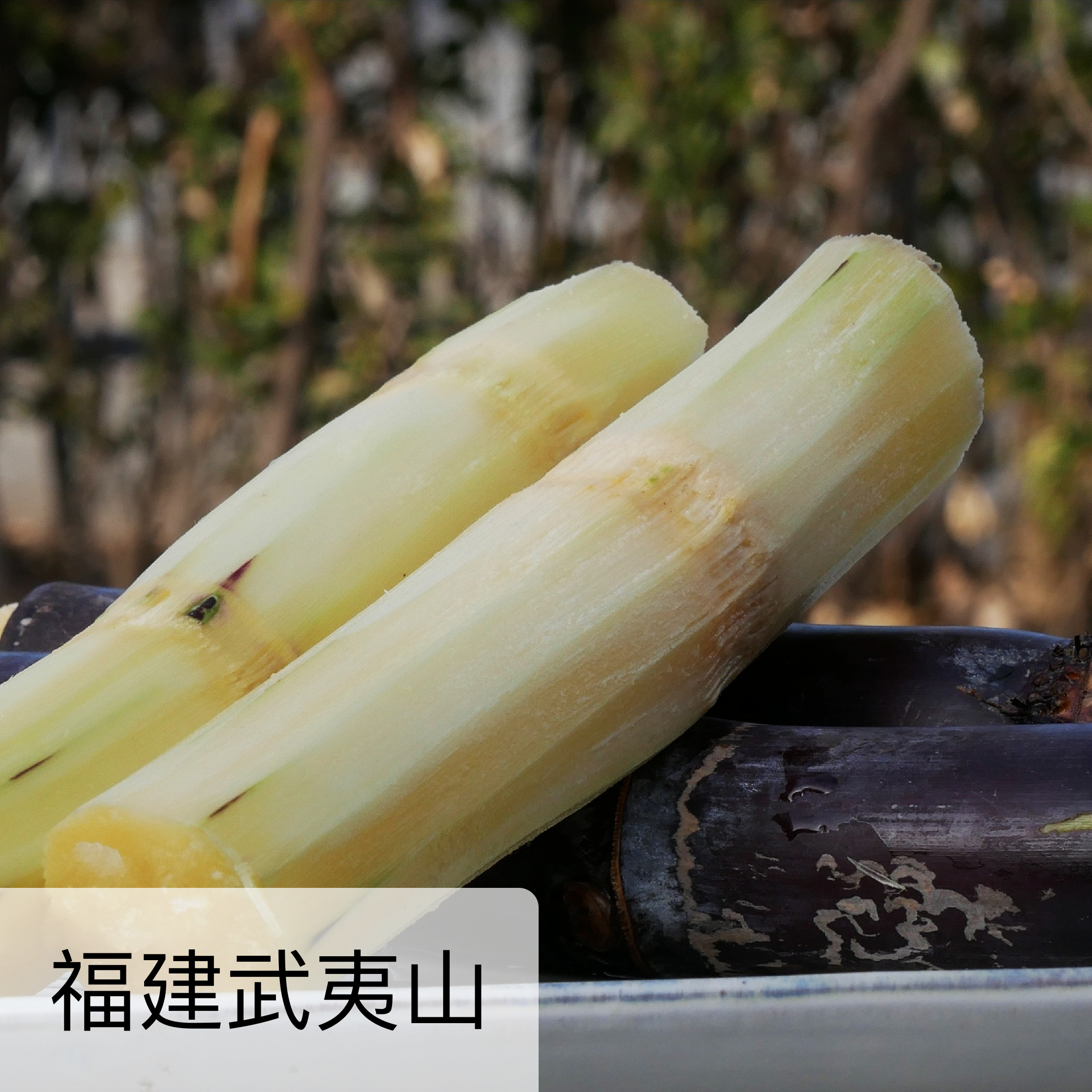 生态武夷山甘蔗  4.5斤/8斤