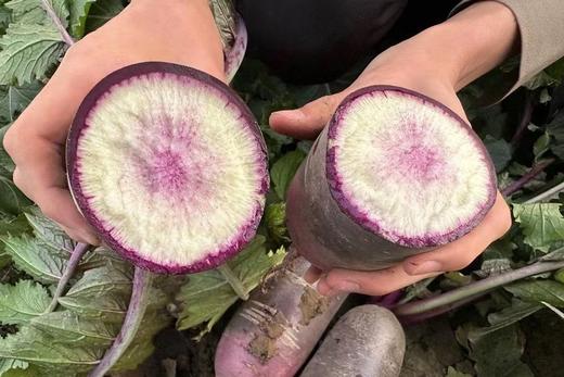 萝卜妹～冰激凌水果萝卜 ✅品种优良，安全放心 ✅健康种植，科学管理 ✅锁鲜包装，原滋原味 ✅色泽艳丽，脆甜多汁 ✅营养价值高，满足多种营养 商品图9