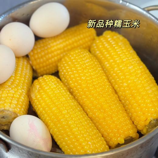 【25年新玉米黄糯玉米和白糯玉米多选择  】吃过就忘不了的甜糯鲜玉米  601箱农残检测  3粒糯1粒甜 每一口都是甜香味~孕妇、老人、小孩都可以吃 保质期12个月 商品图5