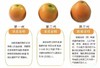 当季脆蜜金桔 脆甜多汁 带皮吃也不麻嘴 现摘直发顺丰包邮 商品缩略图5