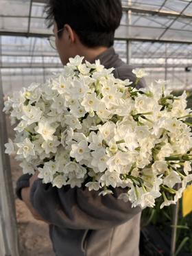 小众稀有花材纸白洋水仙1扎10支