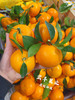 【宏丰精选 】沃柑  肉质脆嫩 水分足 活动价4.8元一斤 商品缩略图0