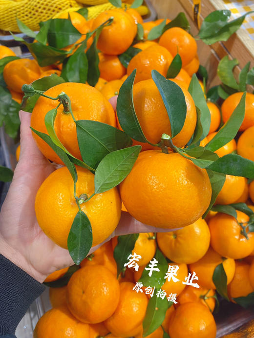 【宏丰精选 】沃柑  肉质脆嫩 水分足 活动价4.8元一斤 商品图0