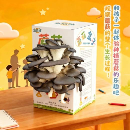 送喷水壶【成活率高生长期短❗️菌香十足营养丰富】儿童种植小盆栽蘑菇盒子养殖盒学生观察绿植盲盒幼儿园科学材料。jb 商品图2