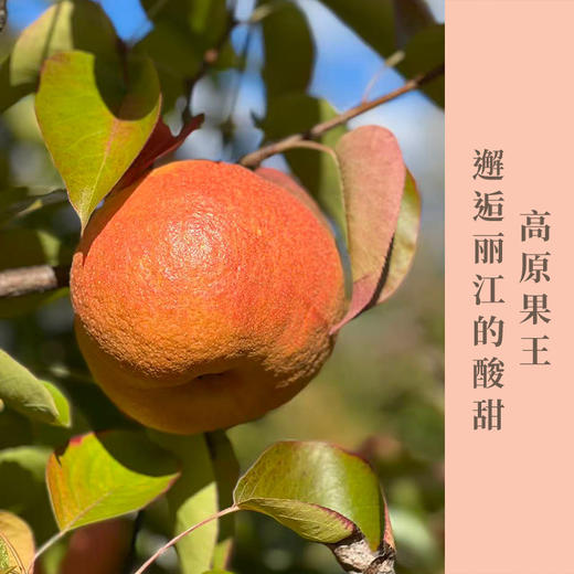 云南丽江高原蜜香红·木梨 ——邂逅来自玉龙雪山的果肉雪白   梨香浓郁  梨核小  汁水多！酥脆爽口 入口化渣  汁多味甜  温润解渴 商品图0