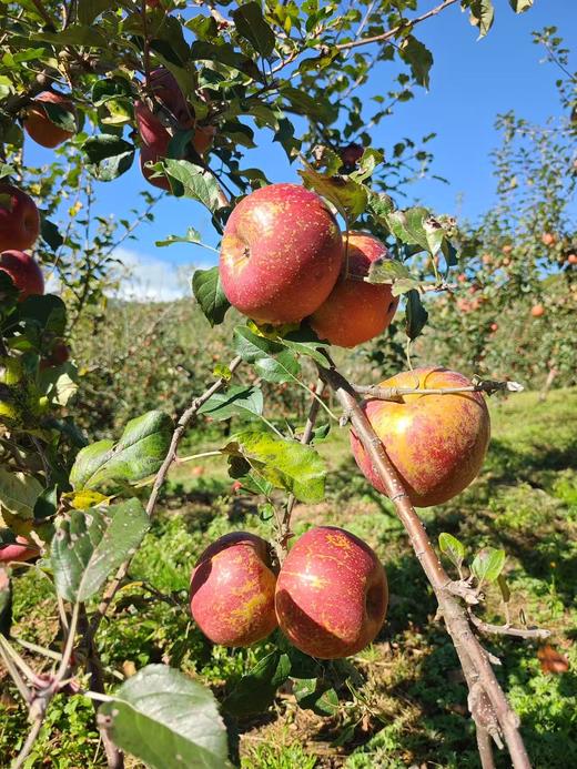 【高原太阳斑糖心苹果 】脆甜多汁 果味浓郁/生态种植不套袋不打蜡 糖心率80% 现摘现发 顺丰包邮 商品图13
