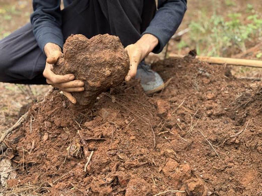 云南茯苓片基地直邮 商品图2