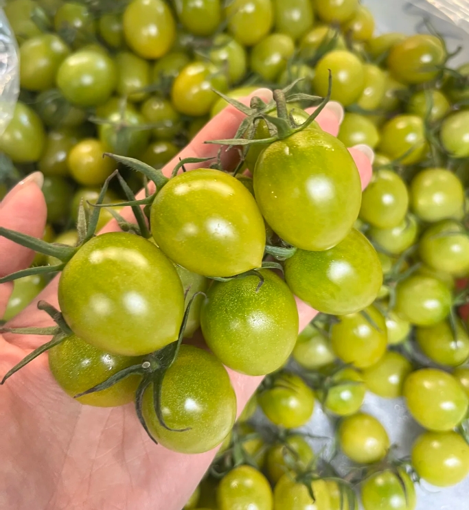 纯正一级青甜2号小柿子高糖番茄千禧贝贝高档商超专用顺丰包邮*2.5kg