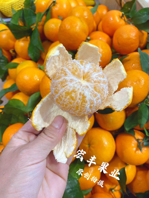 【宏丰精选 】沃柑  肉质脆嫩 水分足 活动价4.8元一斤 商品图9