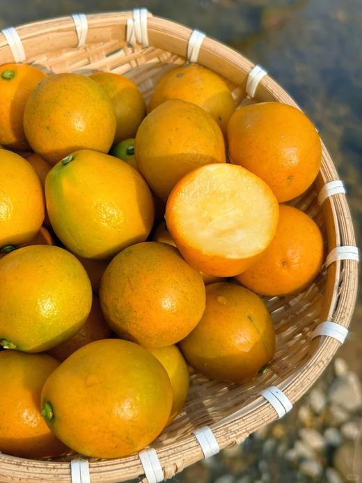 当季脆蜜金桔 脆甜多汁 带皮吃也不麻嘴 现摘直发顺丰包邮 商品图4