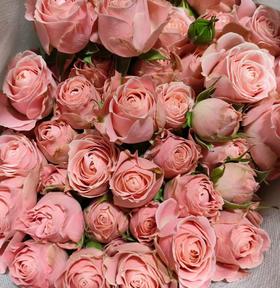 丽江基地 | 南乡子