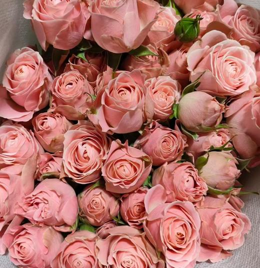 丽江基地 | 南乡子 商品图0