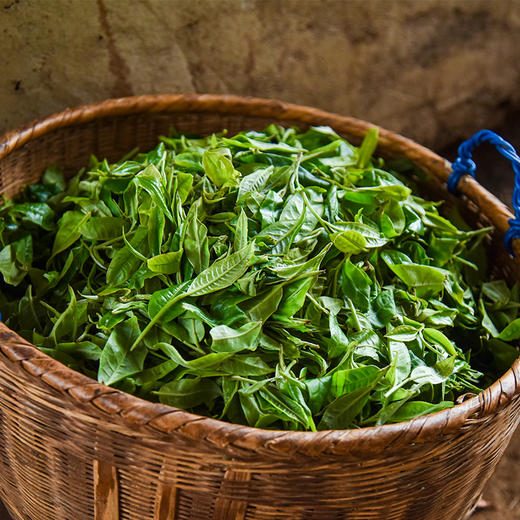 12月11日中午12点【古寨秘境五星级】2.0升级版重磅来袭2025年春茶店铺标杆巨作一杯茶知易武精髓，357克/饼 商品图3