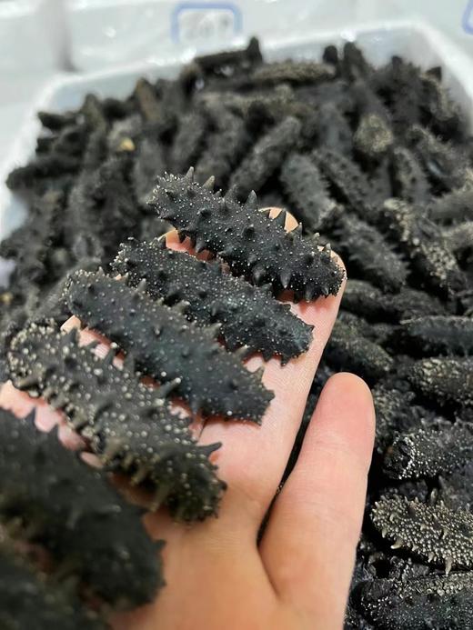 xm❥精选九年纯淡干海参，泡发率高，肉质紧实，营养价值非常高远超普通参品！！ 商品图1