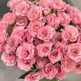 丽江基地 | 上海美人