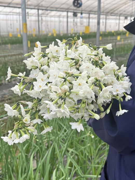 小众稀有花材纸白洋水仙1扎10支 商品图1