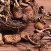 【季节性限量❗️无法人工培育】东北野生榛蘑特级榛蘑菇小鸡炖蘑菇纯天然蘑菇钉无根无沙新货。jb 商品缩略图1