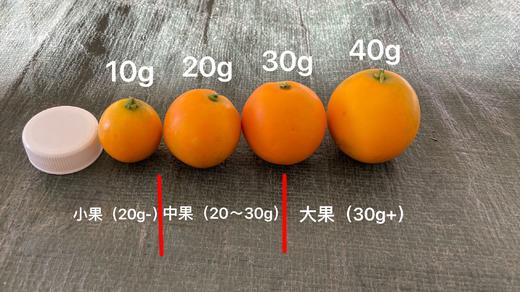 当季脆蜜金桔 脆甜多汁 带皮吃也不麻嘴 现摘直发顺丰包邮 商品图6