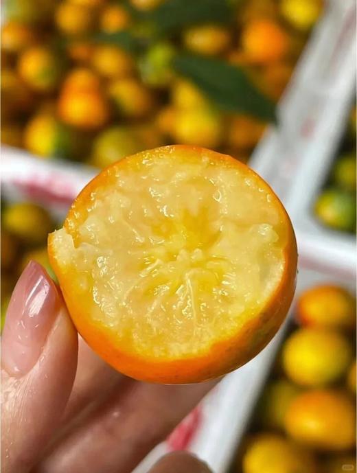 当季脆蜜金桔 脆甜多汁 带皮吃也不麻嘴 现摘直发顺丰包邮 商品图3
