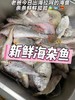 xm❥{今日现货鲜杀处理，批发价 收到即可烹饪}纯深海杂鱼，一份品尝多种海鱼，告别选择困难！红烧、酱焖、煮汤、香煎…鲜活冻处理好去肚内脏，怎么折腾都好吃！ 商品缩略图0