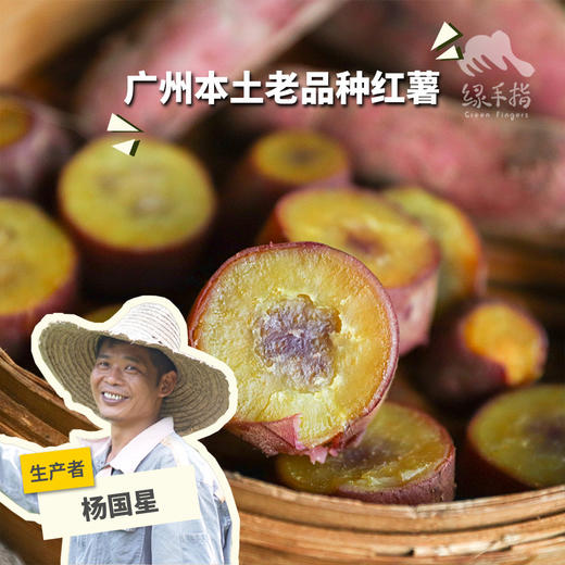 生态红薯（广州）| 合作生产* Ecological sweet potato | Coproduction 商品图0