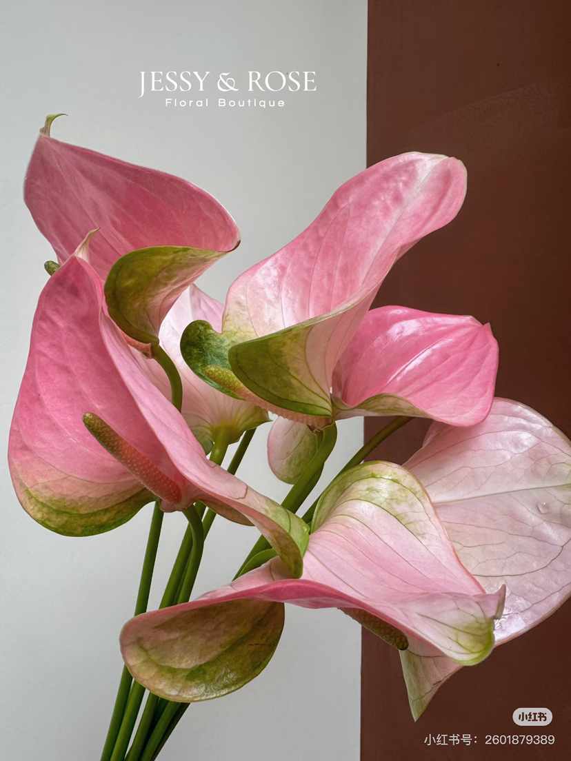 【彩掌】 菲斯帝诺（阿莱罗） 单枝