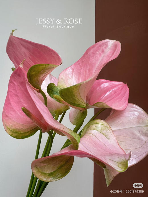 【彩掌】 菲斯帝诺（阿莱罗） 单枝 商品图0