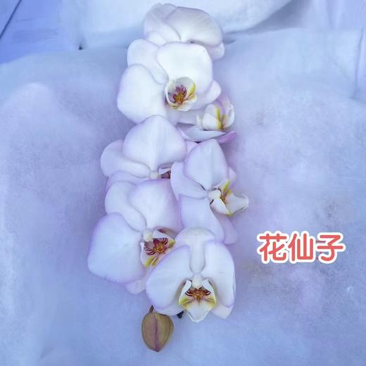 蝴蝶兰 | 花仙子（可能有轻微瑕疵不售后，介意慎拍） 商品图0