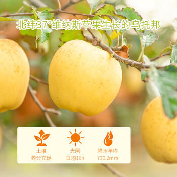 京鲜生 山东黄金维纳斯苹果 雀斑苹果 12-15粒 净重4.6斤 生鲜水果 商品图6