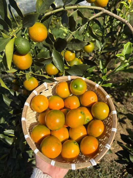 当季脆蜜金桔 脆甜多汁 带皮吃也不麻嘴 现摘直发顺丰包邮 商品图1