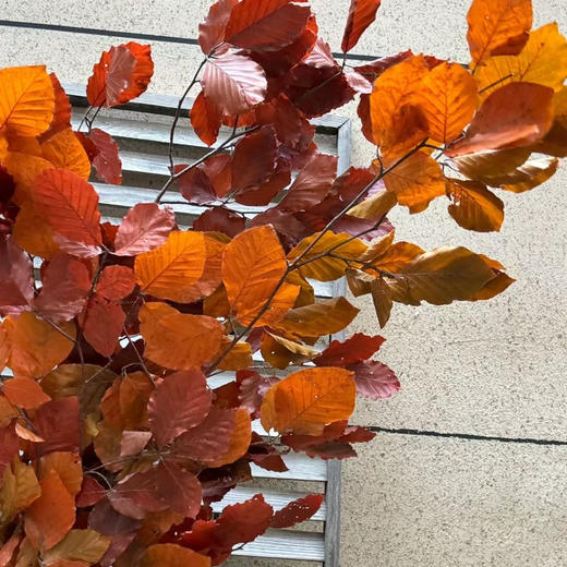 荷兰进口五彩叶（意大利枫叶） 商品图3