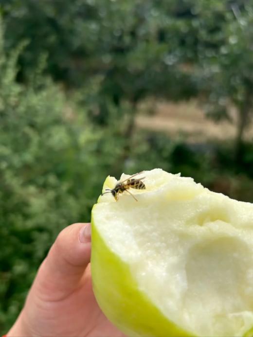 【高海拔生态种植 瑞雪苹果，现摘现发顺丰】不打除草剂 施农家有机肥  一口脆甜爆汁 花香沁心树上熟瑞雪苹果 11000 米以上高山种植 孕妇孩子放心吃！ 商品图5