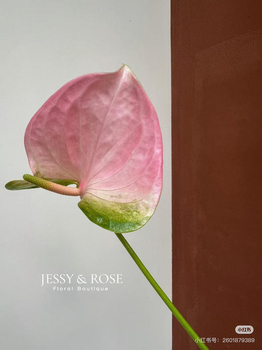 【彩掌】 菲斯帝诺（阿莱罗） 单枝 商品图3