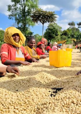 【咖啡】肯尼亚 恩布 AA TOP 咖啡豆丨传统肯尼亚式72小时水洗，高标准品管，杯测评分94分