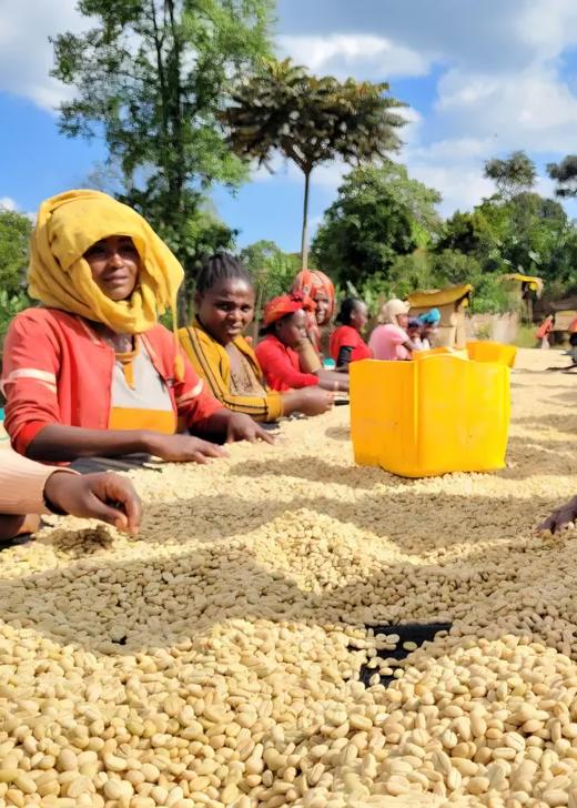 【咖啡】肯尼亚 恩布 AA TOP 咖啡豆丨传统肯尼亚式72小时水洗，高标准品管，杯测评分94分 商品图0