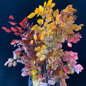 荷兰进口五彩叶（意大利枫叶）