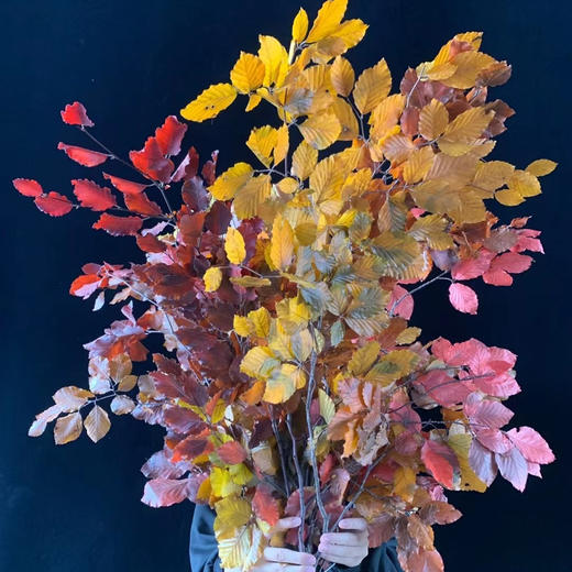 荷兰进口五彩叶（意大利枫叶） 商品图0