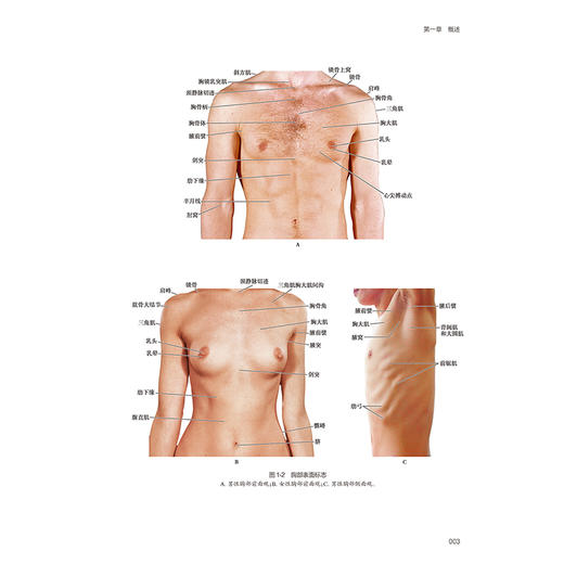 临床解剖学丛书——胸部分册 第3三版 丁自海 程超 汪华侨 主编 读者对象主要是中青年医生和相关专业研究生 人民卫生出版社 商品图4