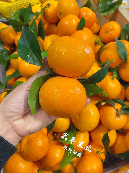 【宏丰精选 】沃柑  肉质脆嫩 水分足 活动价4.8元一斤 商品图2