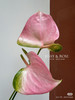 【彩掌】 菲斯帝诺（阿莱罗） 单枝 商品缩略图2