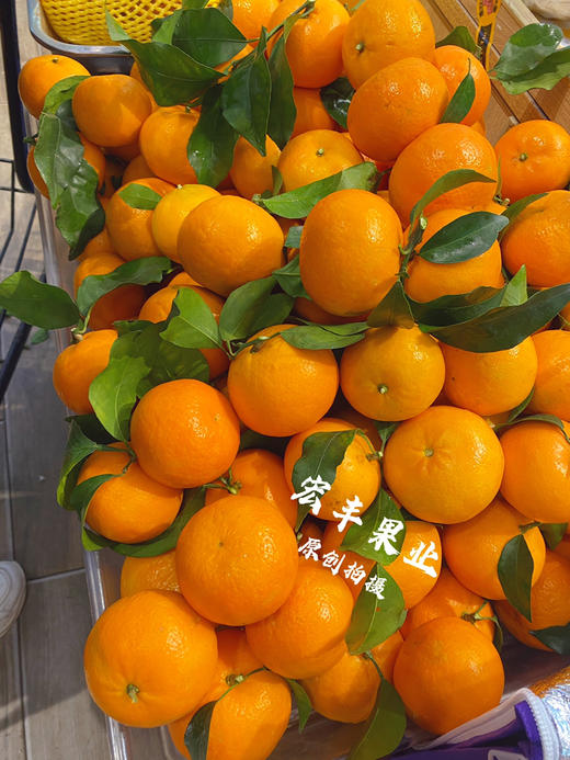 【宏丰精选 】沃柑  肉质脆嫩 水分足 活动价4.8元一斤 商品图8