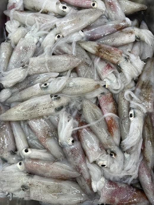 xm❥{新鲜货，灯捕鱿鱼管！！}东山岛招牌王小管鱿鱼 港岛姑娘招牌海鲜，脆嫩弹牙，嚼劲十足！锁鲜活冻顺丰冷链，鲜到家~ 商品图2