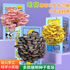 送喷水壶【成活率高生长期短❗️菌香十足营养丰富】儿童种植小盆栽蘑菇盒子养殖盒学生观察绿植盲盒幼儿园科学材料。jb 商品缩略图0