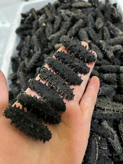 xm❥精选九年纯淡干海参，泡发率高，肉质紧实，营养价值非常高远超普通参品！！ 商品图2