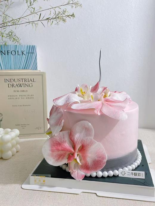 蝴蝶兰 商品图2