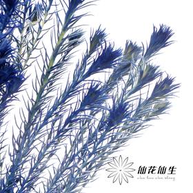 配花 | 染色金鹅绒宝石蓝