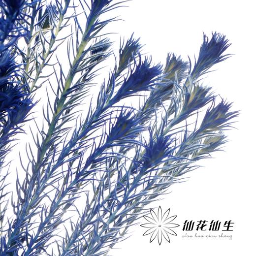 配花 | 染色金鹅绒宝石蓝 商品图0