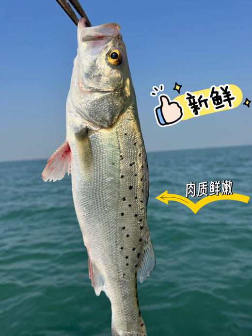 xm❥港岛码头渔船直发！收到还带新鲜劲！！！刚出水的海鲈鱼，宝宝辅食 孕妇营养 清蒸红烧  顺丰活冻冷链 商品图0